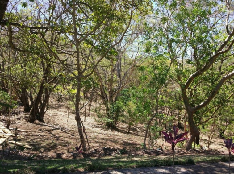 trees and flowers in the garden - Luxury Atenas property with an exceptional pool and lots of building space